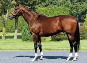 サラブレッドクラブライオン｜クイーンズキトゥンの2023